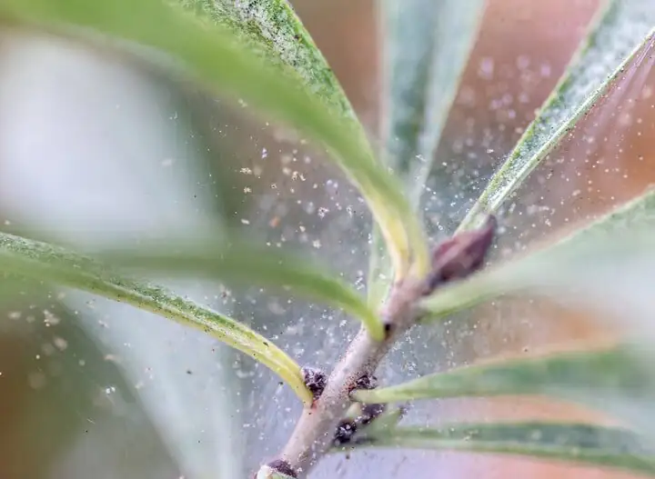 ficus microcarpa spider mites close up