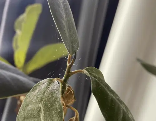 ficus microcarpa leaf underside mites