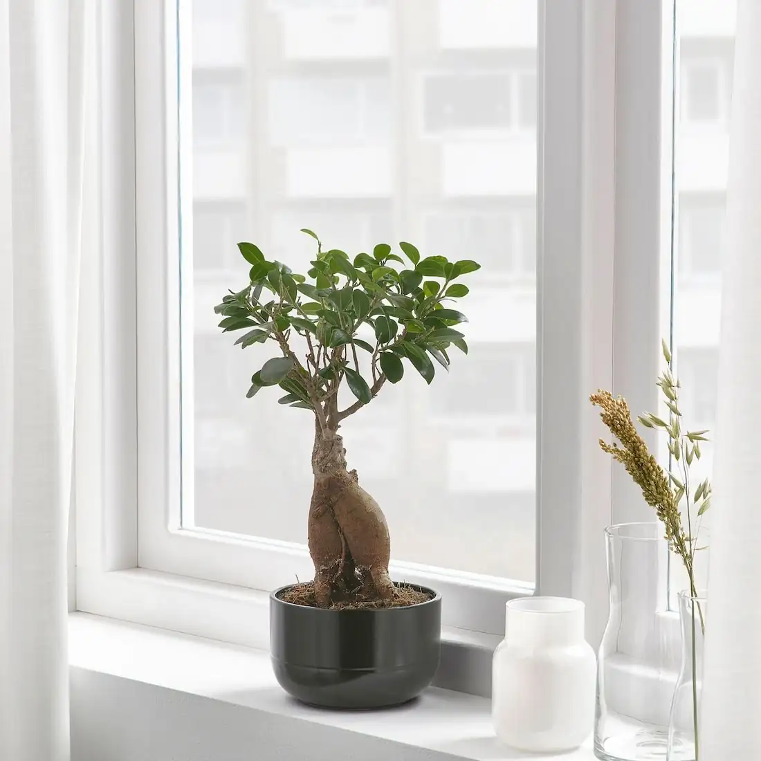 ficus microcarpa indoor bonsai desk