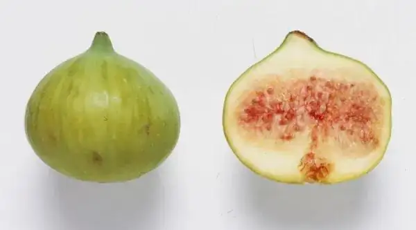 common fig syconium cross section