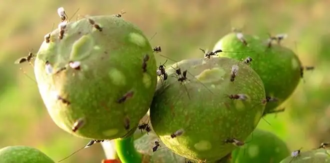 fig wasp entering ostiole