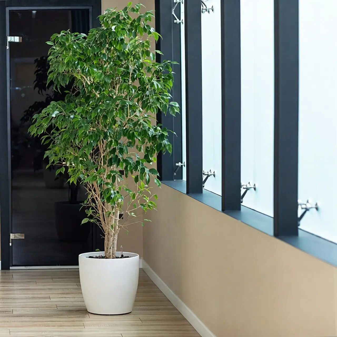 ficus benjamina bright window