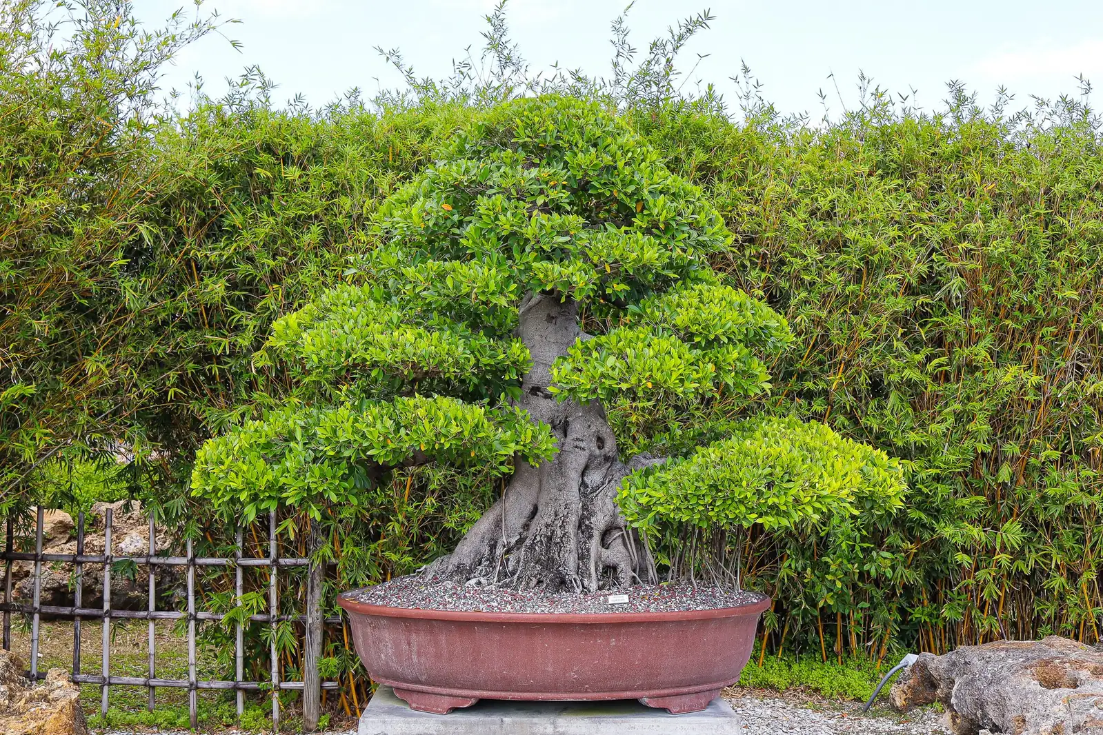 Chinese banyan pair at entrance