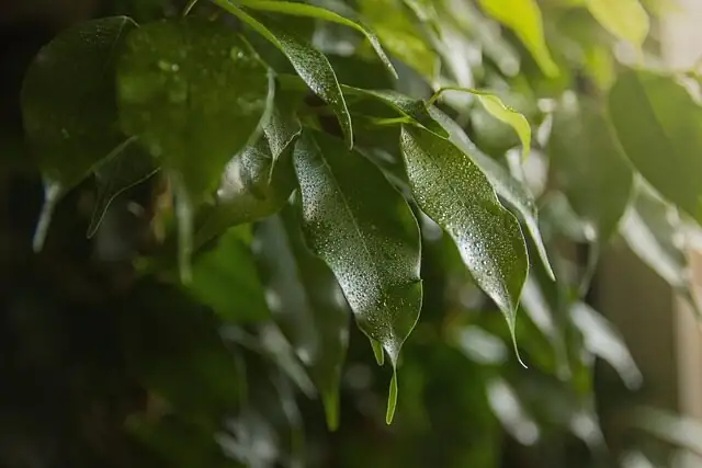 ficus microcarpa air layer roots
