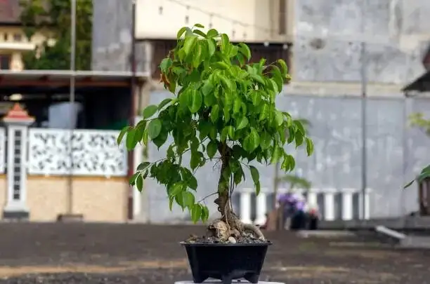 ficus microcarpa potting root ball