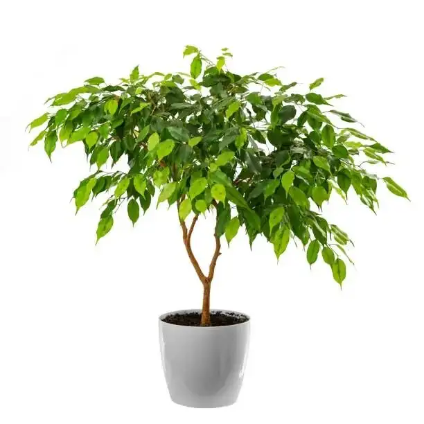 ficus microcarpa vs benjamina leaves