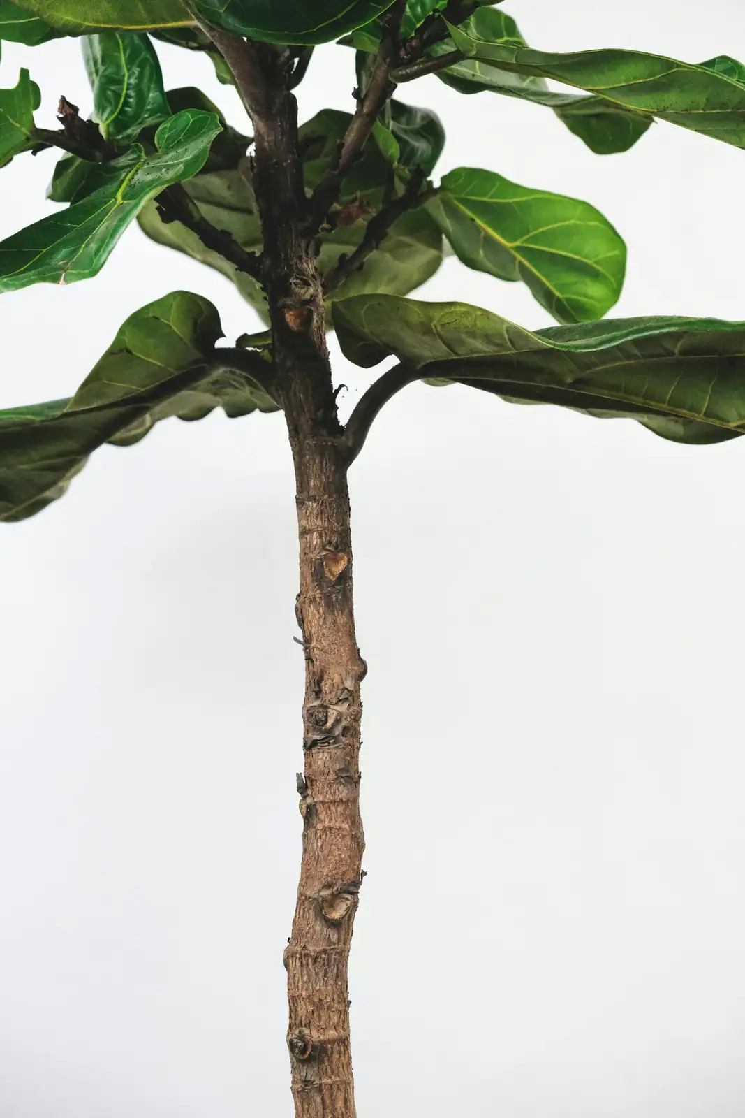 ficus microcarpa branch structure close-up