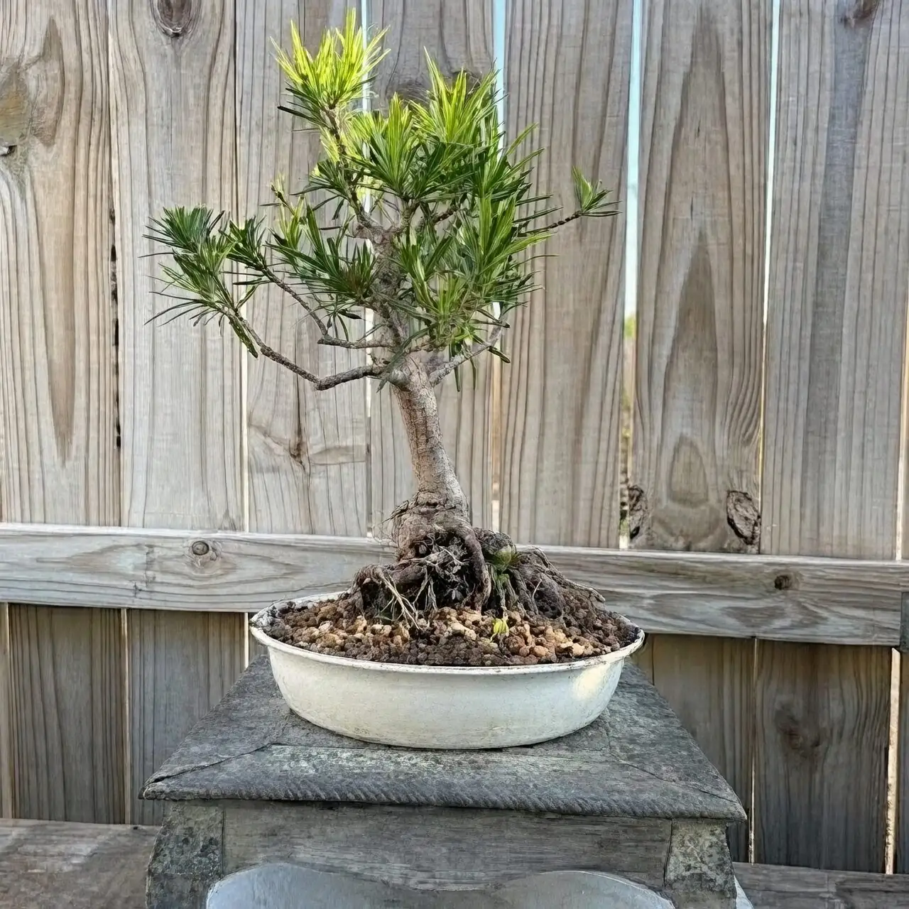 The ‘Almost Dry’ Rule: Stop Overwatering Your Buddhist Pine and Watch It Thrive