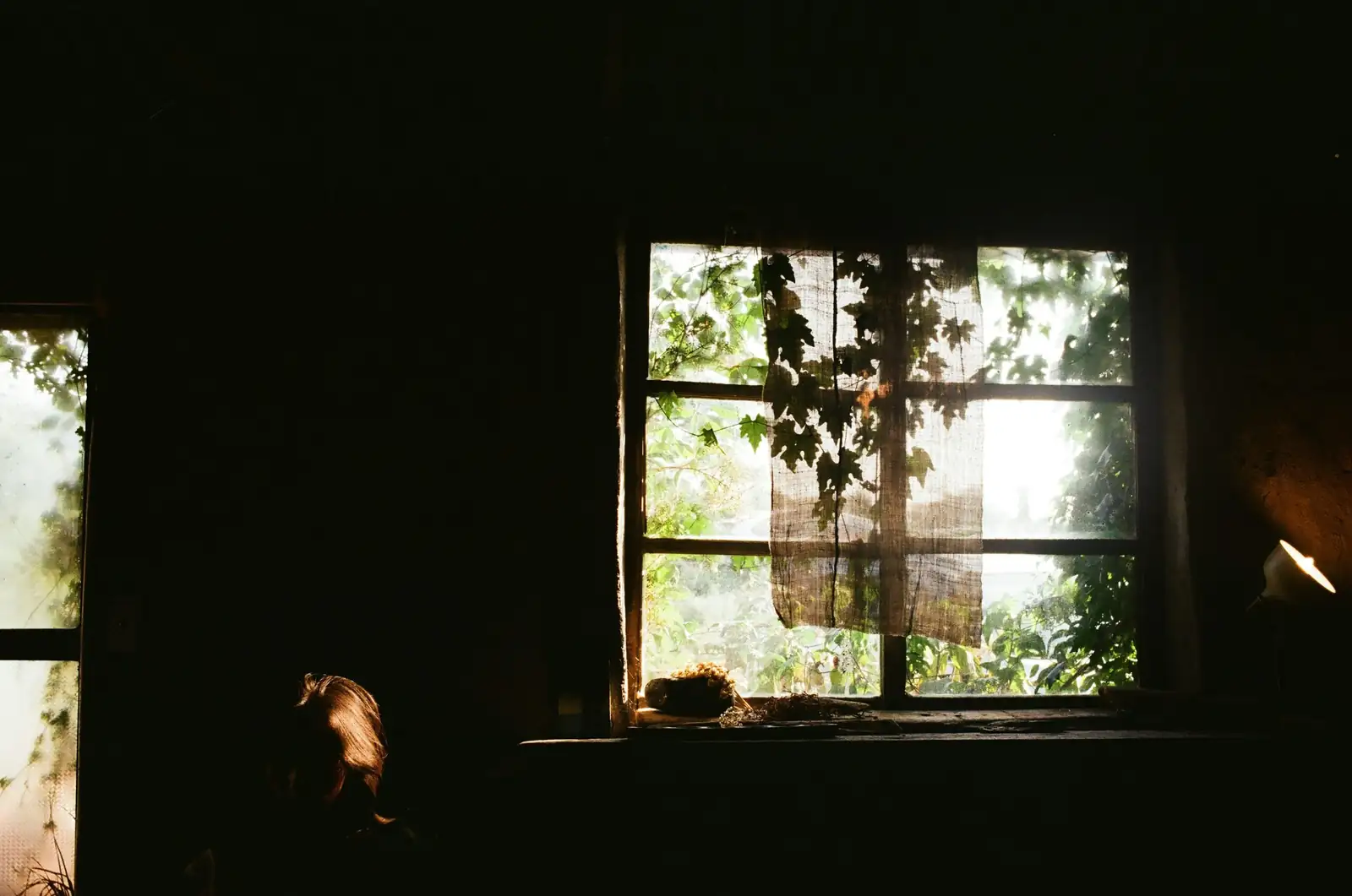 buddhist pine east window light