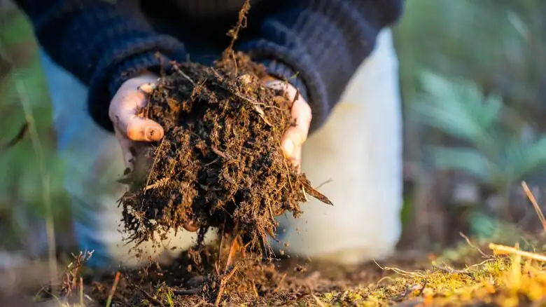 buddhist pine finger test soil