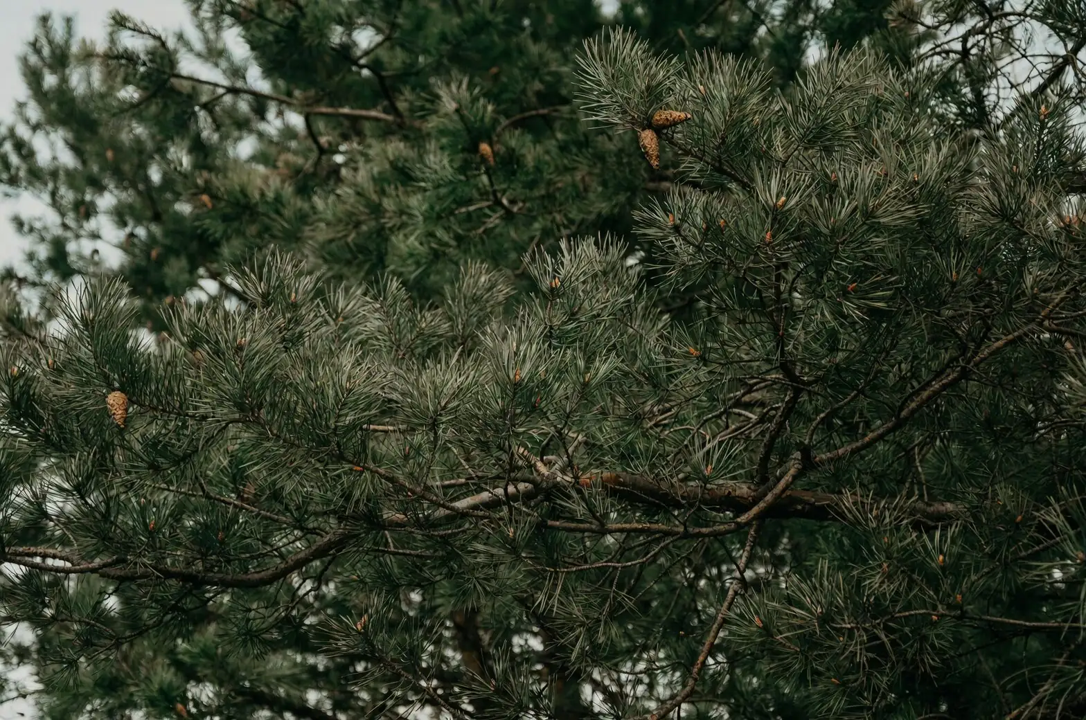 buddhist pine leaf scorch close-up