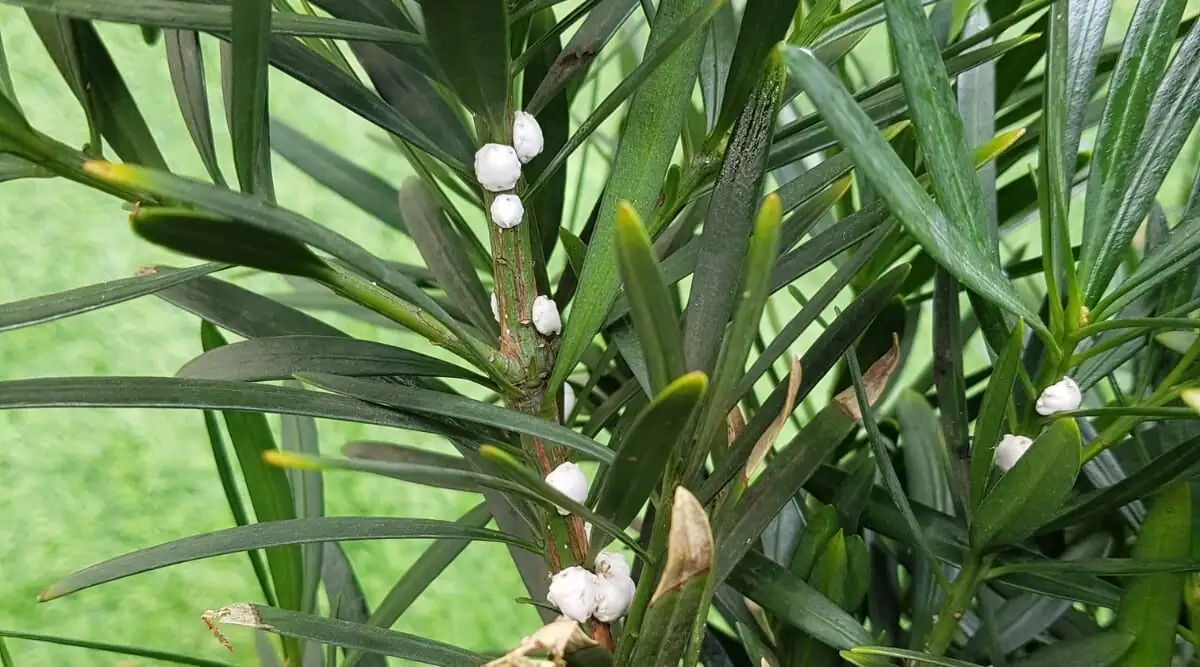 podocarpus scale insects on stems