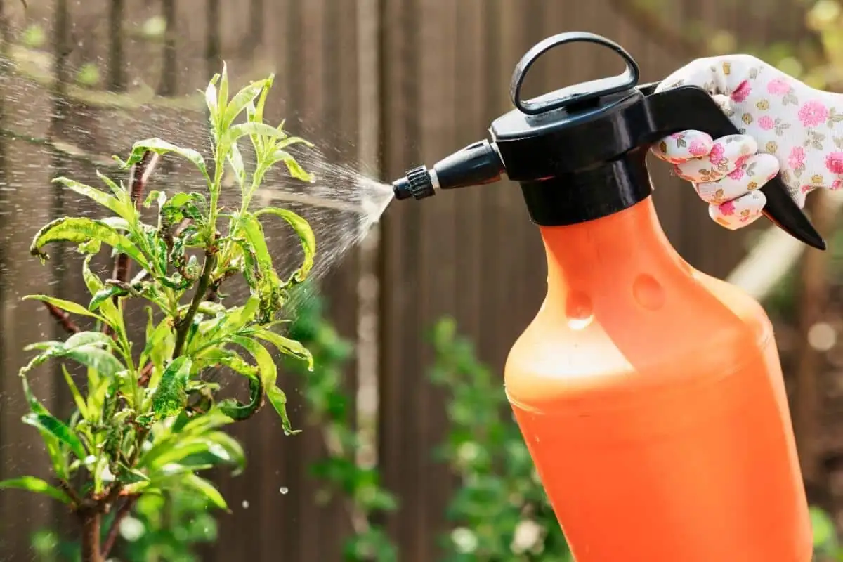 podocarpus insecticidal soap spraying