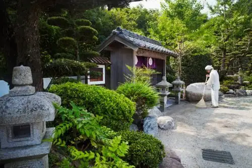 Not a Pine, Not a Yew: How Buddhist Pine Traveled from Temple Courtyards to Global Bonsai Fame