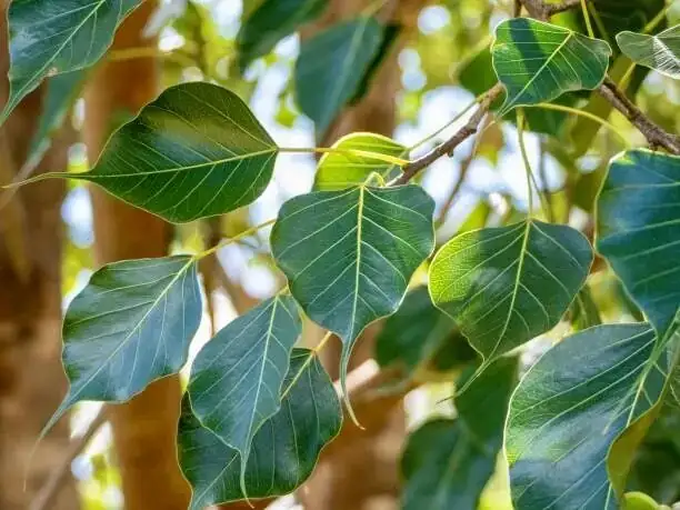 buddhist pine leaves close-up seeds