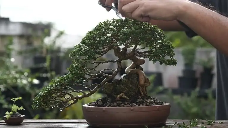 buddhist pine bonsai cloud pruning