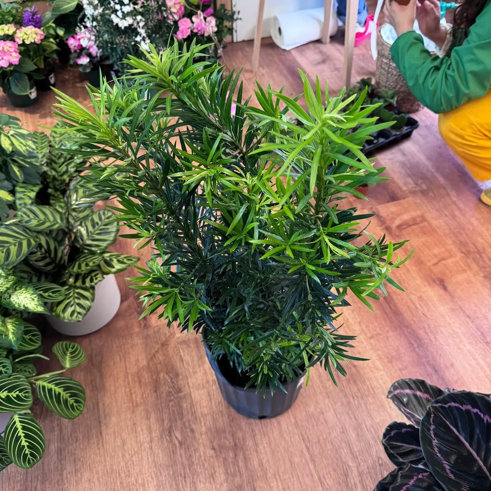 buddhist pine semi-ripe cuttings