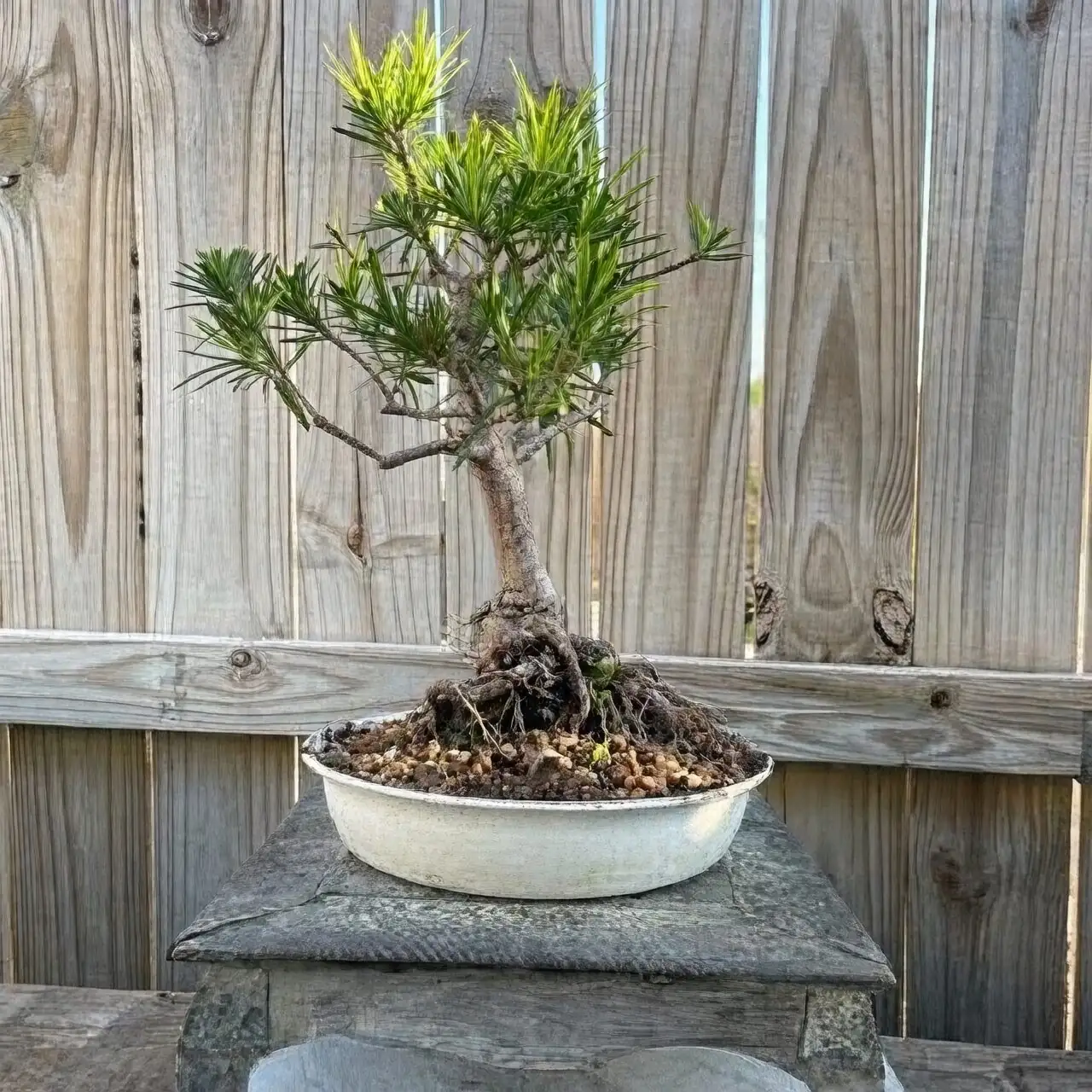 Cloud Pads and Tiny ‘Plums’: 10 Quirks That Make Buddhist Pine a Bonsai Illusionist