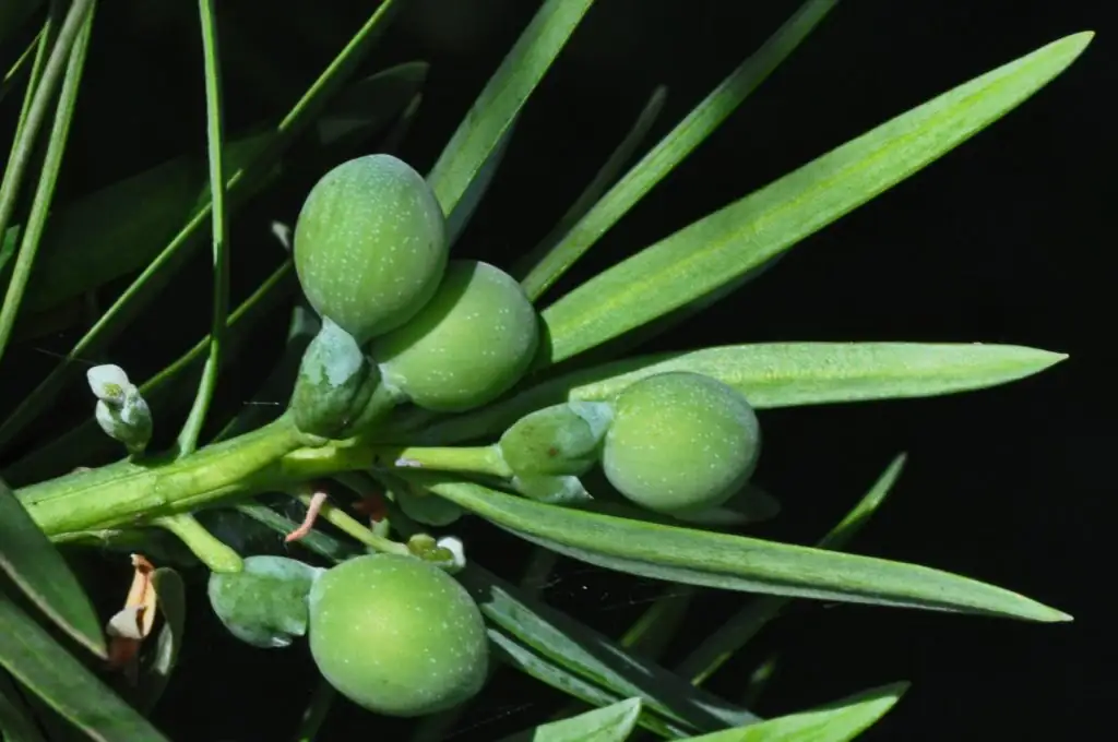 podocarpus fleshy receptacle close-up