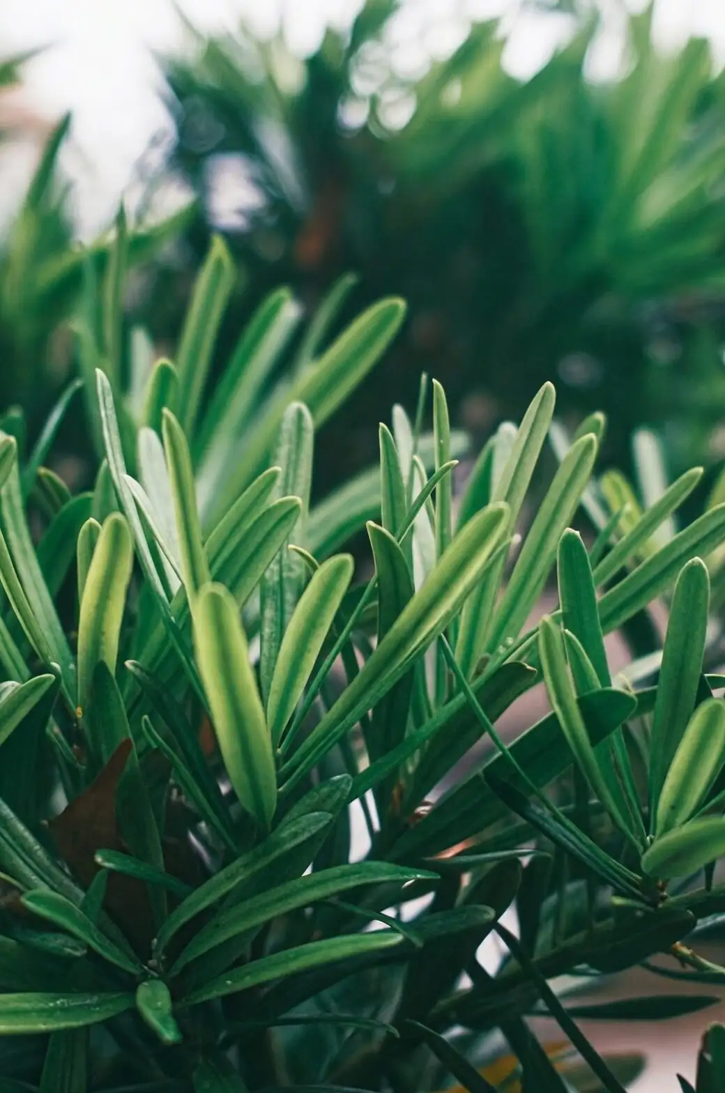 podocarpus macrophyllus leaves close-up