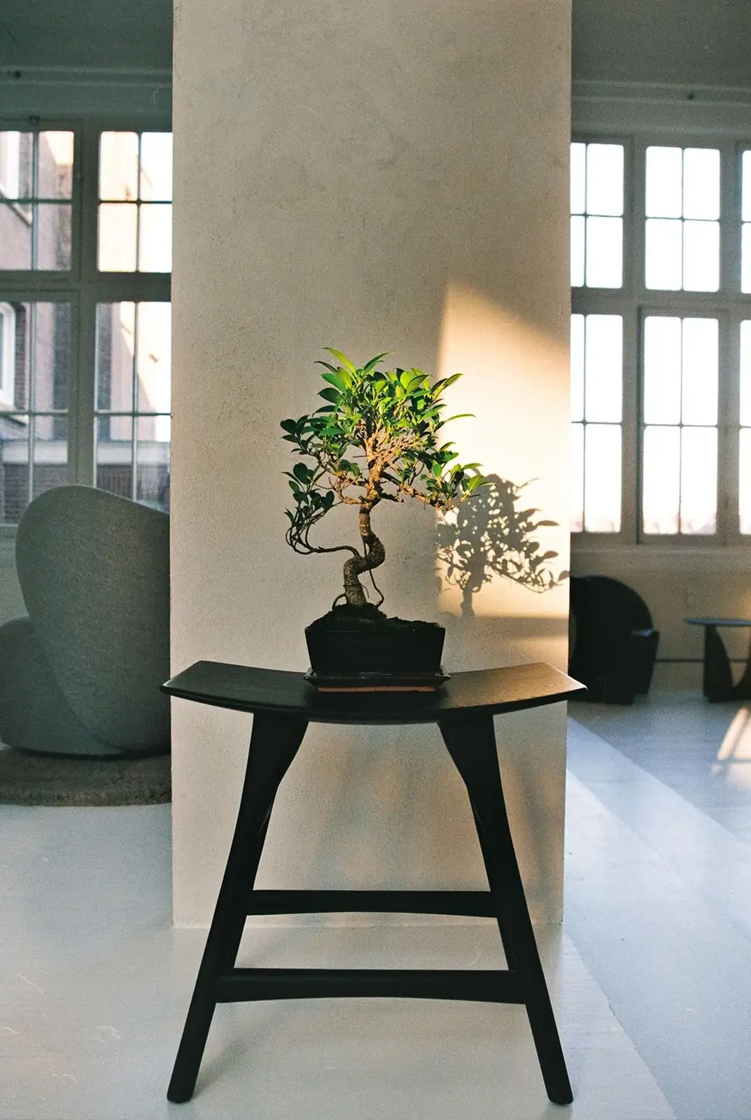 buddhist pine bonsai desk window