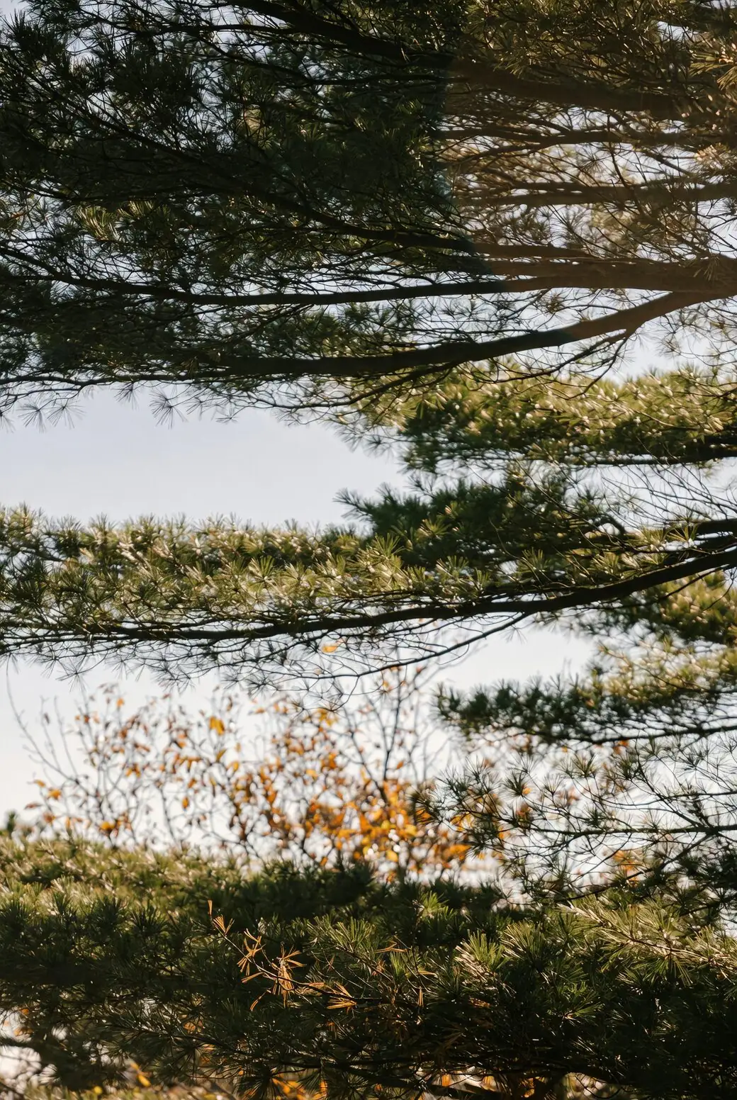 buddhist pine cloud pruning garden