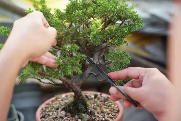 podocarpus bonsai pruning wiring