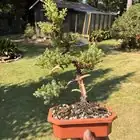 From Seed to Styled: A Propagation and Training Masterclass for Podocarpus