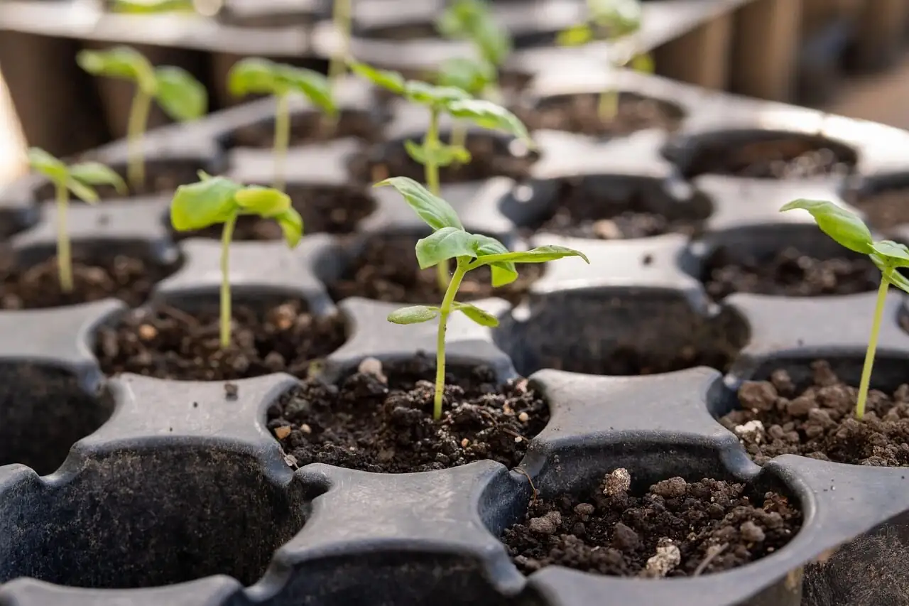 podocarpus seedlings in tray