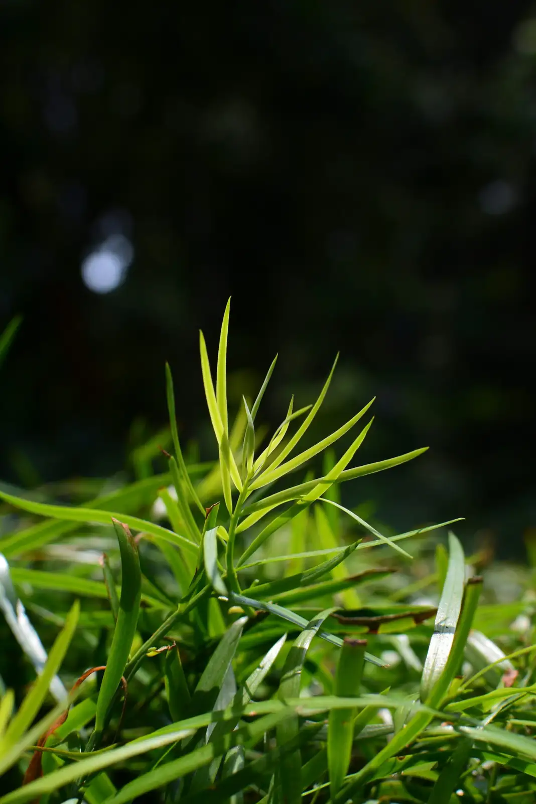 podocarpus semi-ripe cuttings rooting