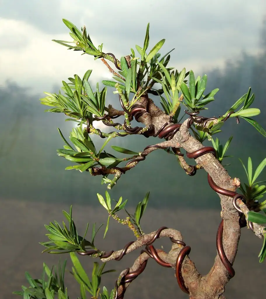 podocarpus wiring young branches