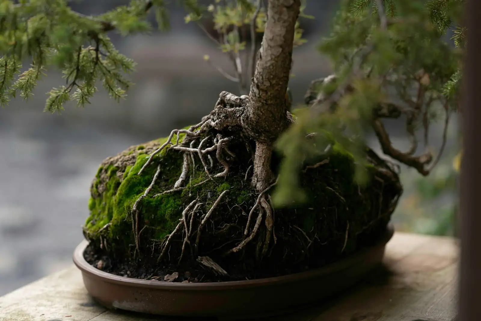 podocarpus bonsai repotting roots
