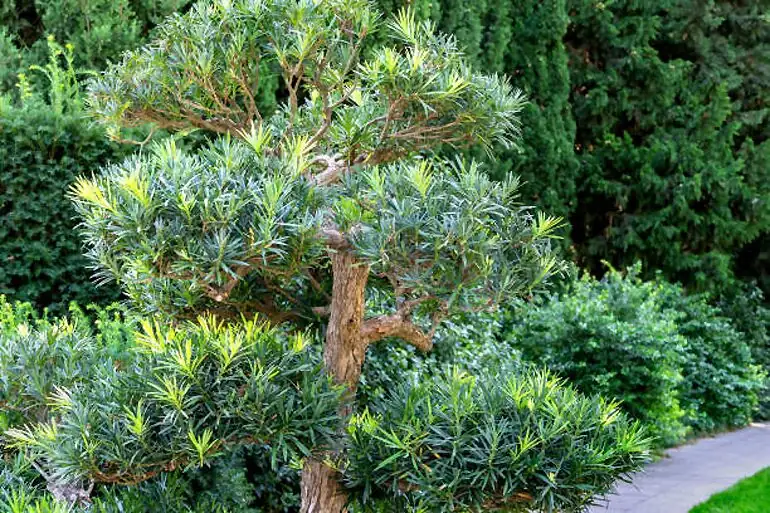 podocarpus bonsai hard pruning