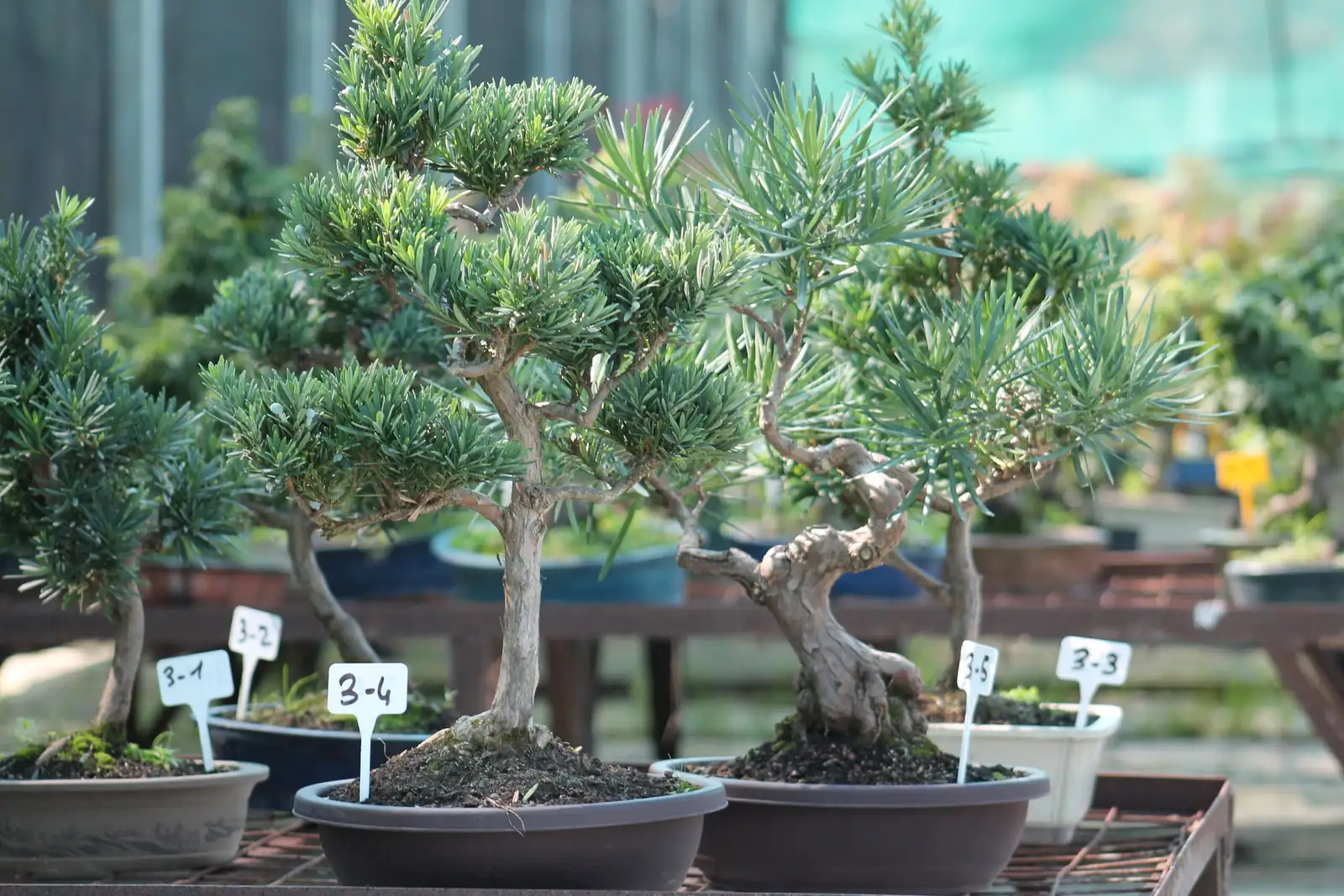 podocarpus bonsai pinching shoots