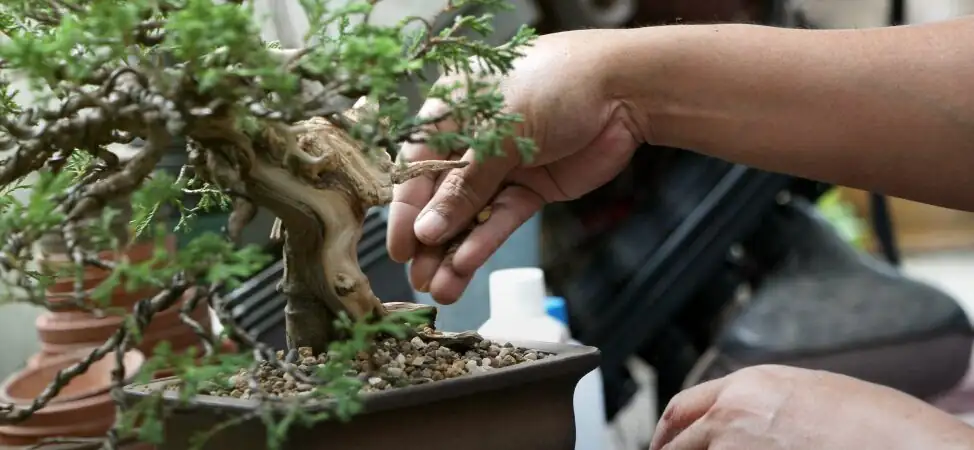 podocarpus bonsai soil moisture check