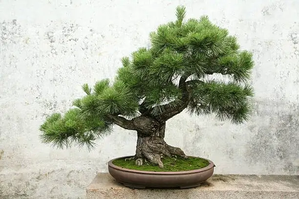 Patio Sentinel: Grow Buddhist Pine Outdoors in Zones 8–11 (and When to Rush It Indoors)
