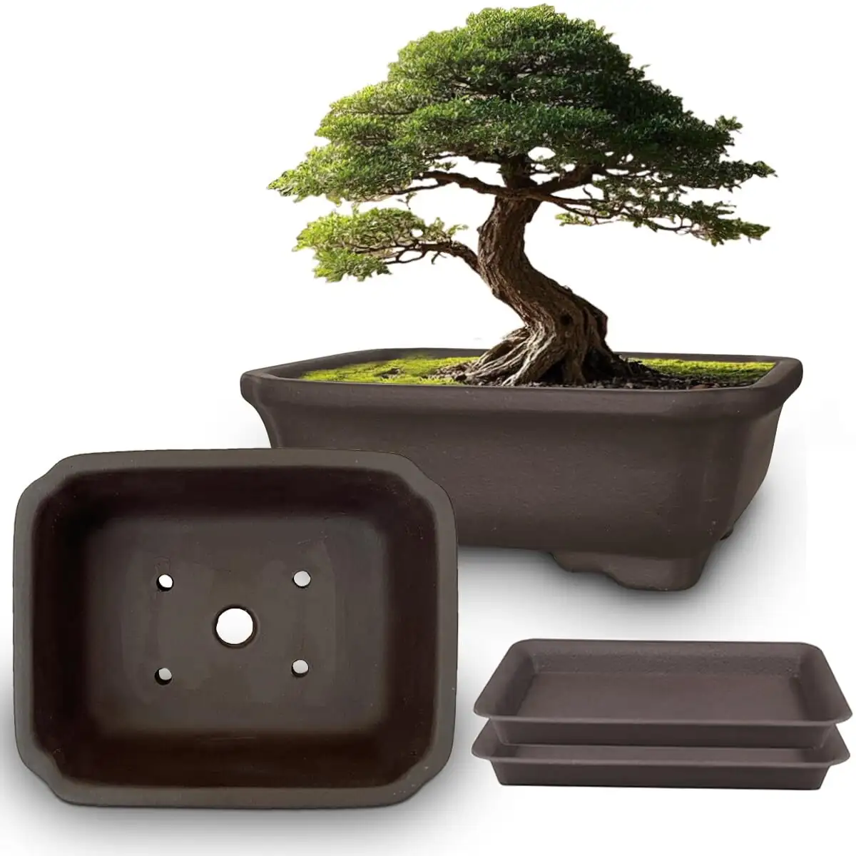 buddhist pine bonsai pot drainage