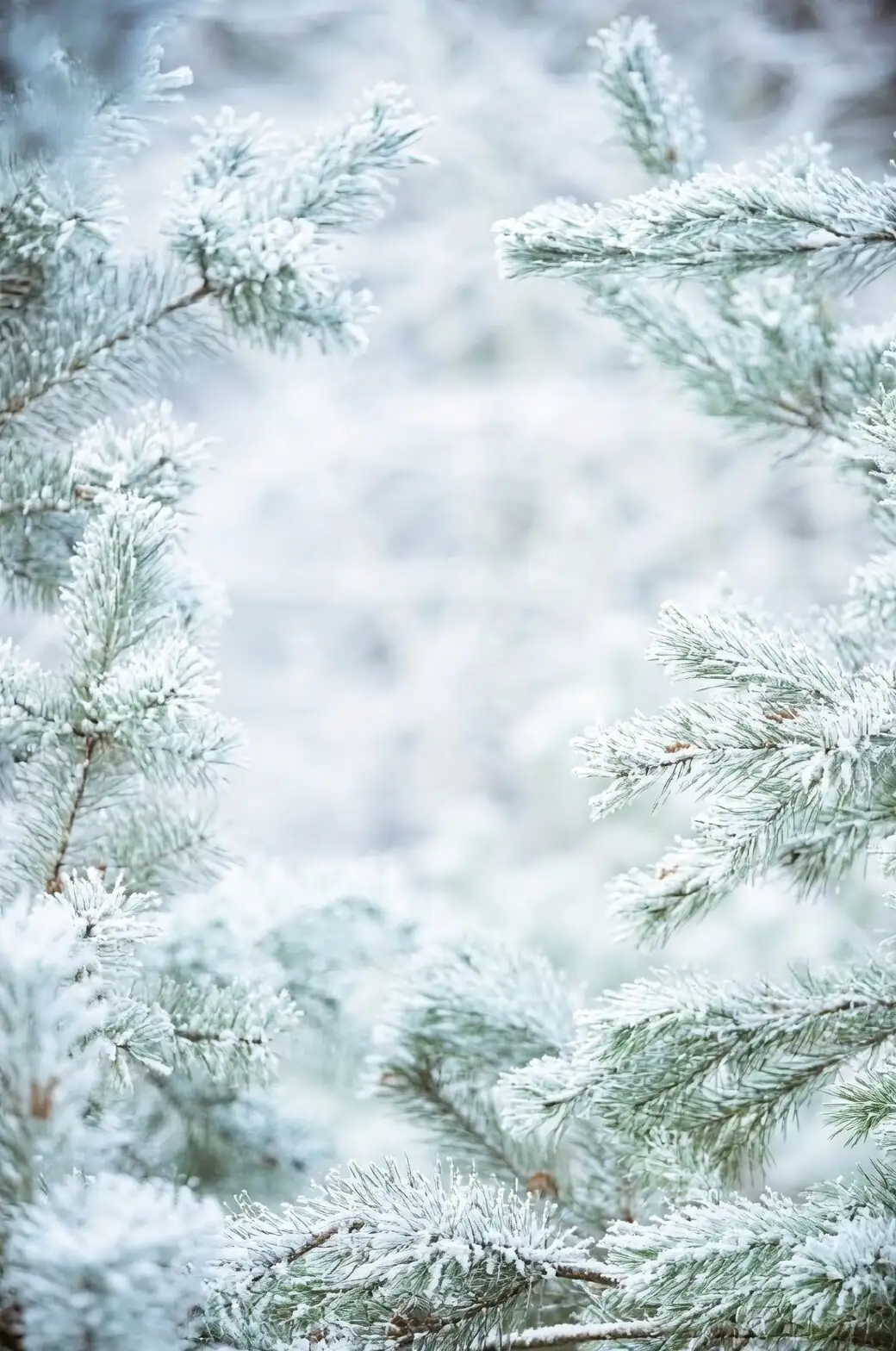 buddhist pine frost cloth cover
