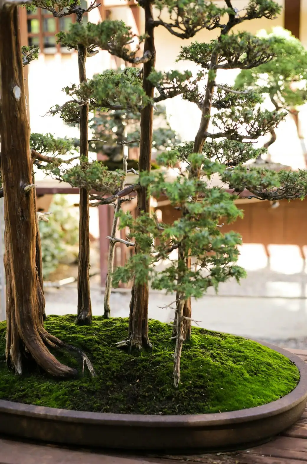 Companion Calm: Moss, Ferns, and Accent Grasses That Make Podocarpus Pop