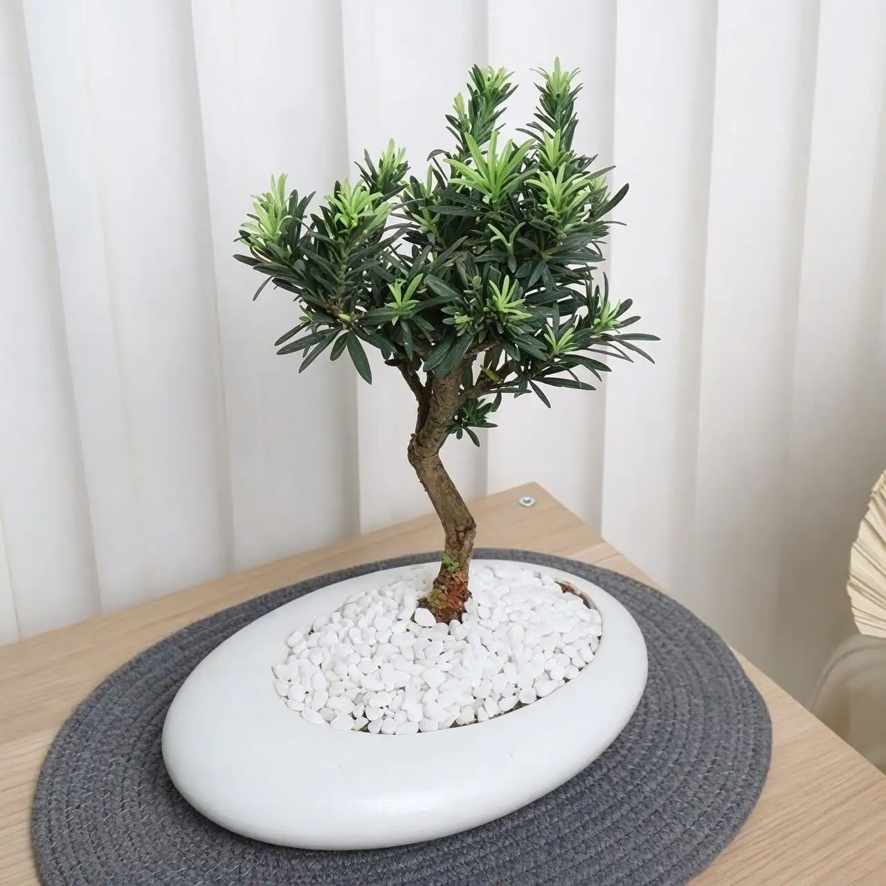 podocarpus bonsai kokedama grouping