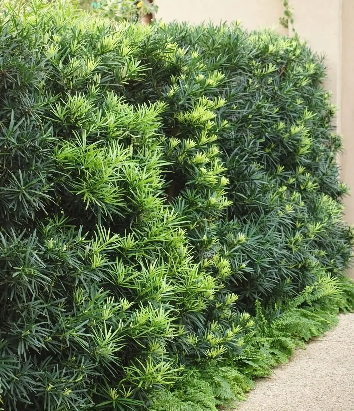 podocarpus with dwarf mondo grass