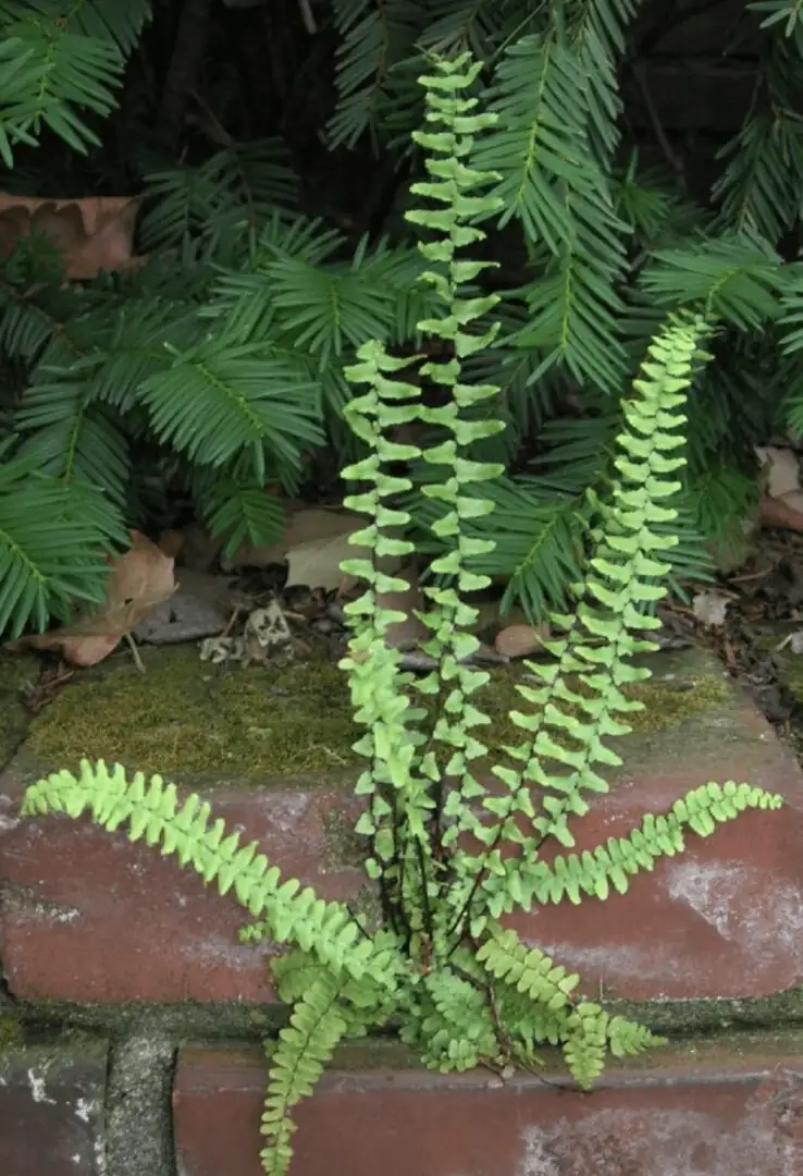 podocarpus with maidenhair spleenwort