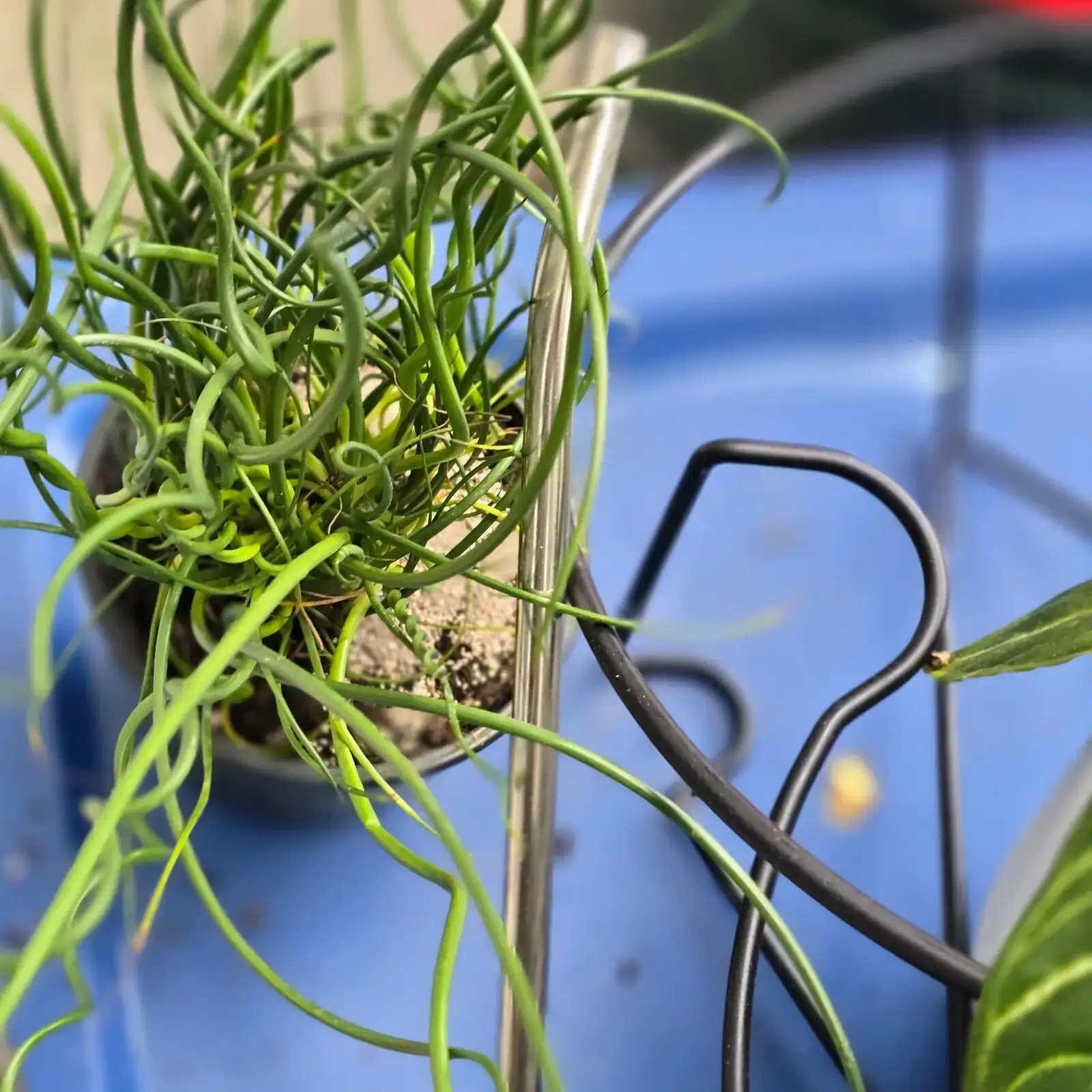 podocarpus with corkscrew rush kokedama