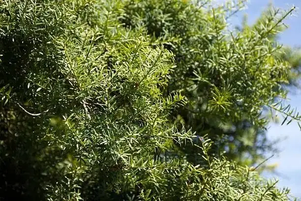 podocarpus leaves close-up