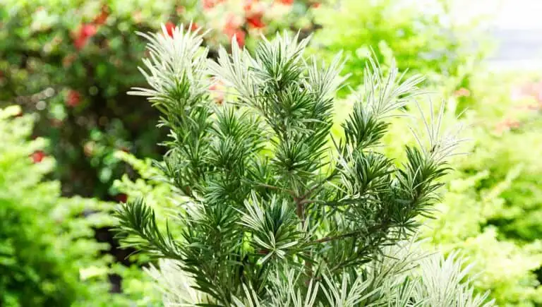 podocarpus spring flush new growth