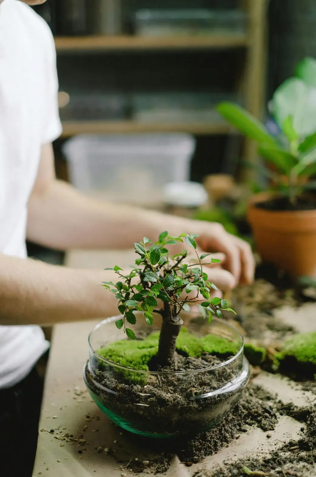 podocarpus bonsai soil finger test