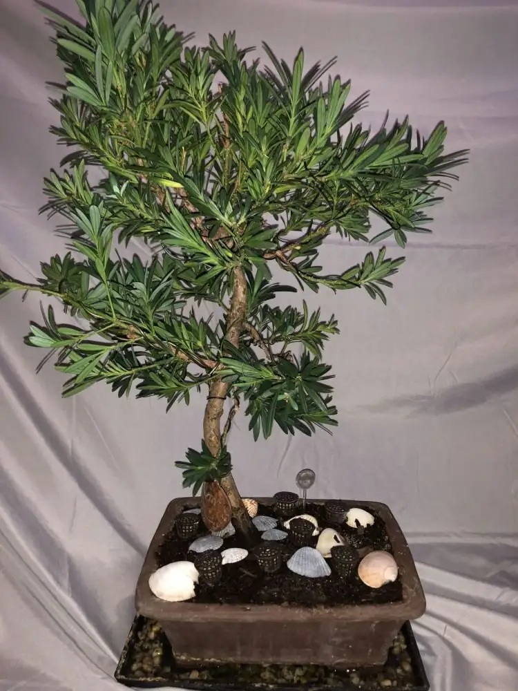 podocarpus bonsai east window