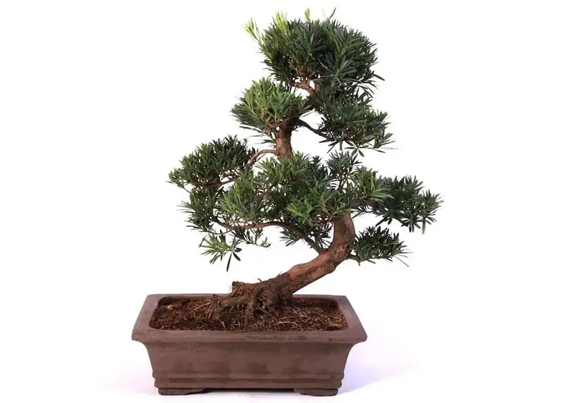Is Buddhist Pine Safe for Pets? What We Know, What We Don’t, and Smart Safeguards