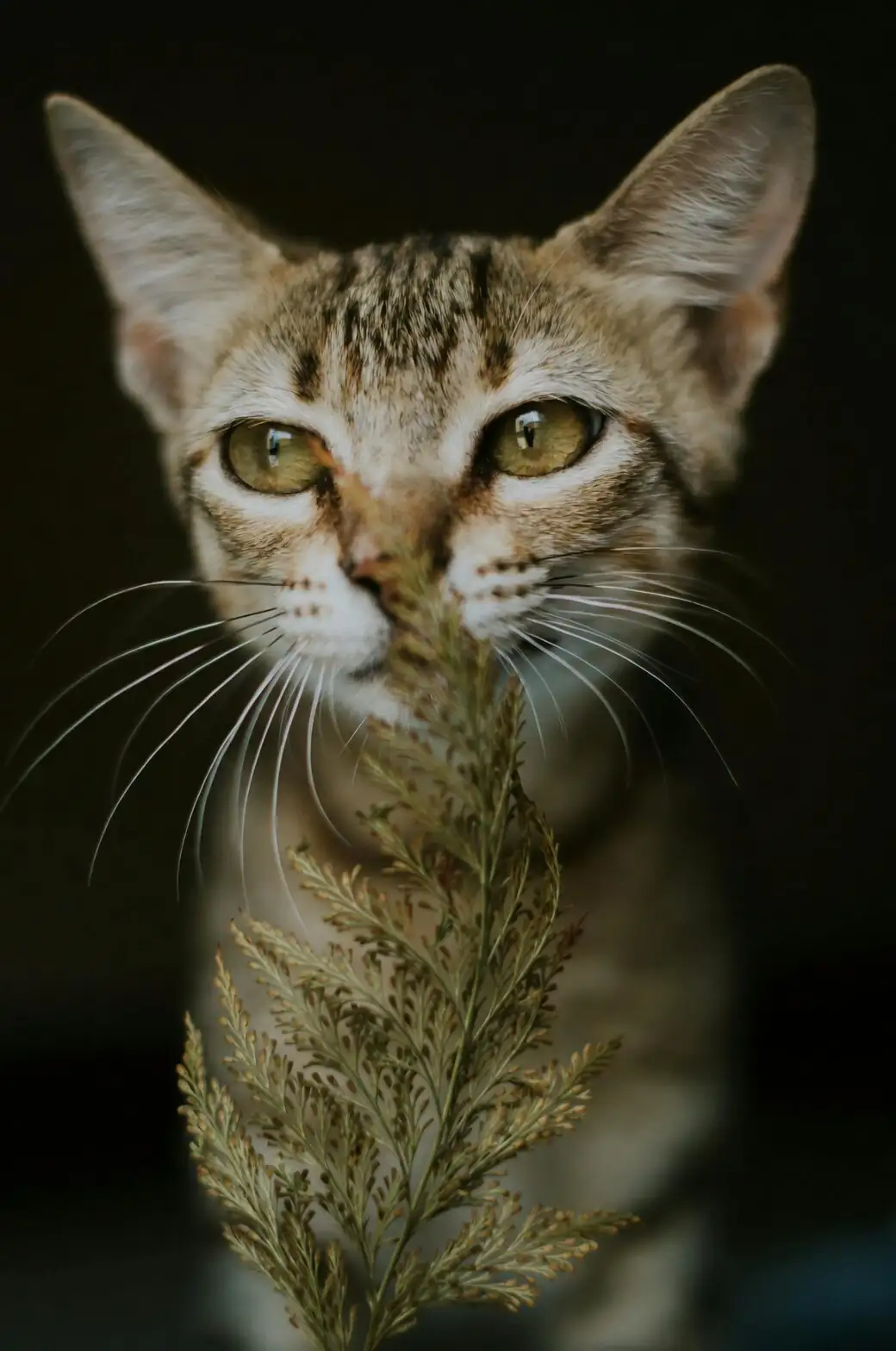 podocarpus cat sniffing leaves