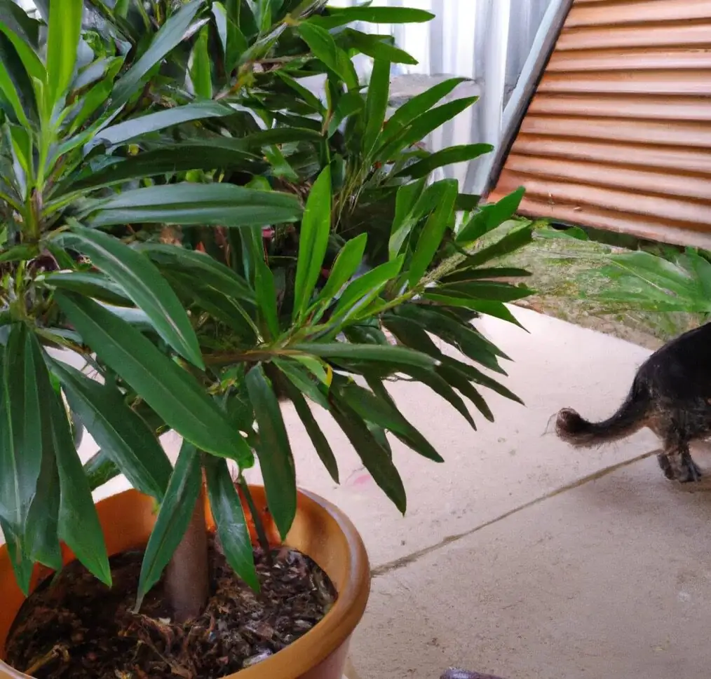 podocarpus on high shelf cat